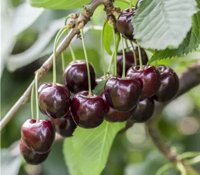 Prunus avium 'Regina'