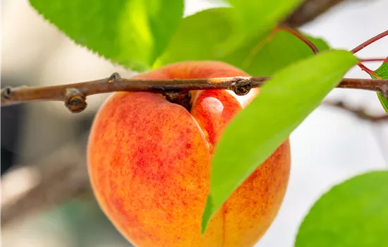 Prunus 'Royal' Königsaprikose Prunus 'Royal' Königsaprikose