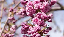 Hängende Nelkenkirsche 'Kiku-shidare-zakura'