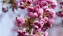 Hängende Nelkenkirsche 'Kiku-shidare-zakura'