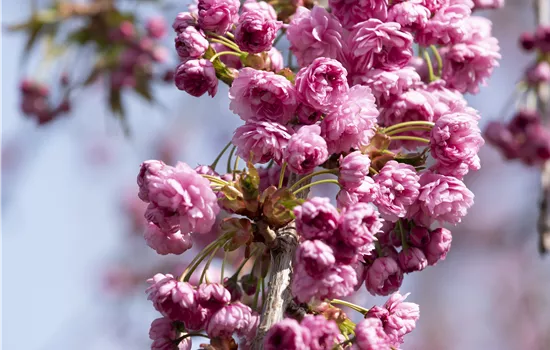 Prunus serrulata 'Kiku-shidare-zakura'  Prunus serrulata 'Kiku-shidare-zakura'