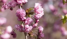 Hängende Nelkenkirsche 'Kiku-shidare-zakura'