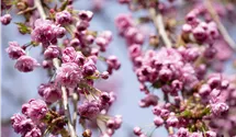 Hängende Nelkenkirsche 'Kiku-shidare-zakura'