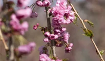 Hängende Nelkenkirsche 'Kiku-shidare-zakura'