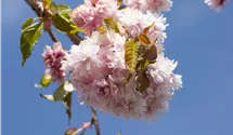 Hängende Nelkenkirsche 'Kiku-shidare-zakura'