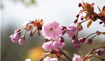 Hängende Nelkenkirsche 'Kiku-shidare-zakura'