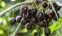 Süsskirsche 'Kordia'®