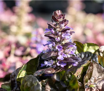 Ajuga reptans 'Black Scallop'