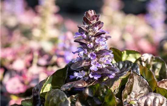 Ajuga reptans 'Black Scallop'