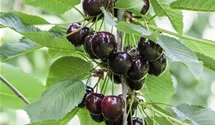Süsskirsche 'Kordia'®