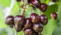 Süsskirsche 'Kordia'®