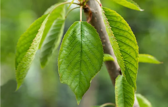 Prunus avium 'Magda'