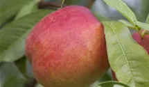 Spindel Nectarine 'Nectared 4'