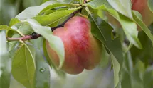 Spindel Nectarine 'Nectared 4'