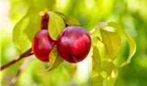 Spindel Nectarine 'Nectared 4'