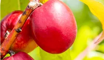 Spindel Nectarine 'Nectared 4'