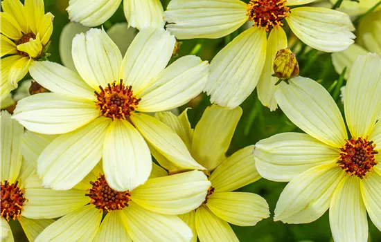 Coreopsis verticillata 'Corleone Cream'