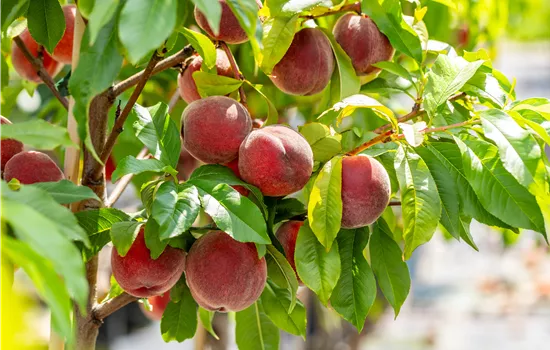 Prunus persica 'Red Haven'