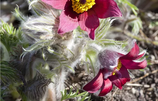 Pulsatilla vulgaris 'Pinwheel Red' Pulsatilla vulgaris 'Pinwheel Red'