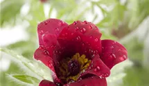 Anémone pulsatille 'Red Bell'
