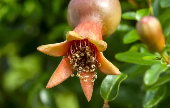 Punica granatum Punica granatum