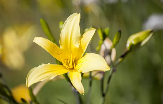 Hemerocallis citrina