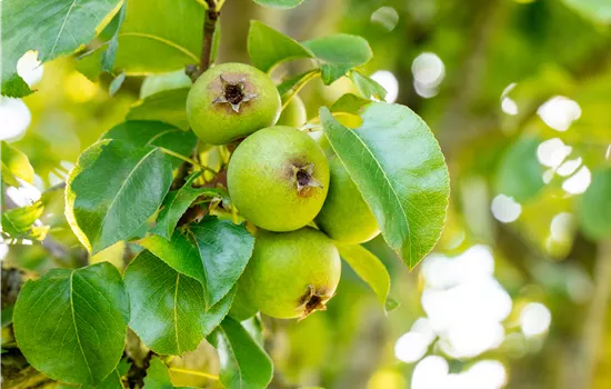 Pyrus 'Büschelibirne' Pyrus 'Büschelibirne'