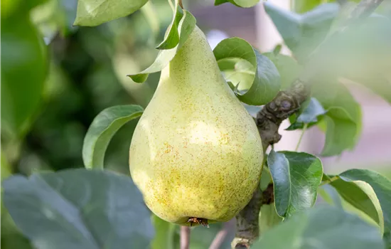 Pyrus communis 'Concorde'