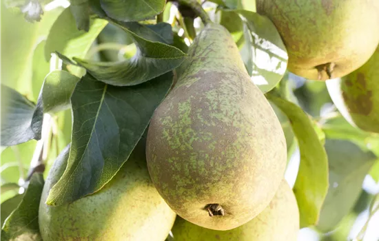 Pyrus communis 'Conférence'