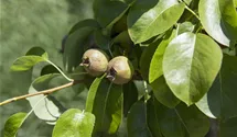Säulenbirne 'Decora'