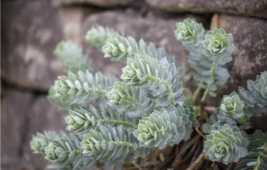 Euphorbia myrsinites Euphorbia myrsinites