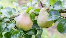 Säulenbirne 'Decora'