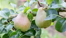 Säulenbirne 'Decora'