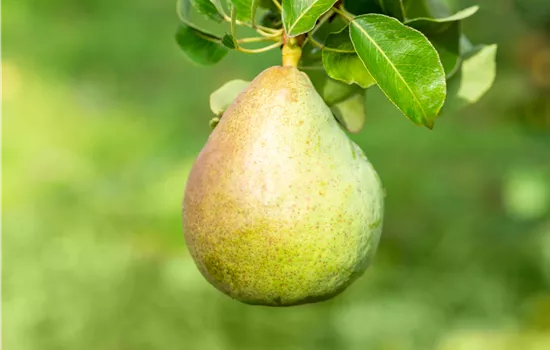 Pyrus communis 'Decora'