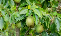 Spindel Sommerbirne 'Frühe von Trévoux'