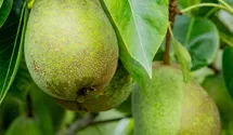 Spindel Sommerbirne 'Frühe von Trévoux'