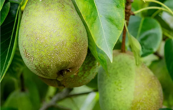Pyrus 'Frühe von Trévoux'