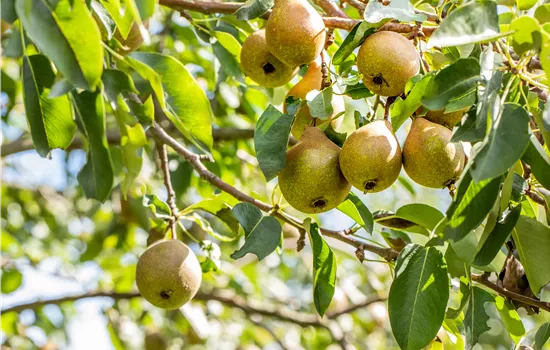 Pyrus communis 'Gute Luise'
