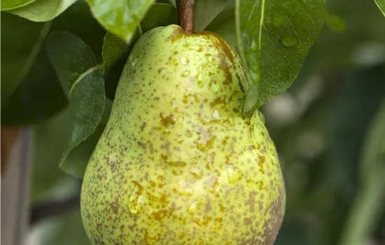 Pyrus communis 'Williams Christbirne' Pyrus communis 'Williams Christbirne'