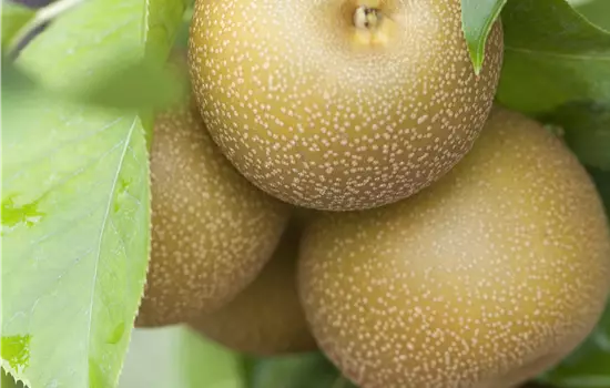 Pyrus pyrifolia 'Hosui'
