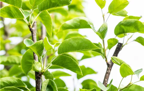 Pyrus pyrifolia 'Hosui'