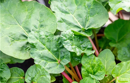 Rheum 'Frambozen Rood' Rheum 'Frambozen Rood'