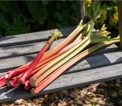 Rheum 'Fultons Strawberry' Rheum 'Fultons Strawberry'