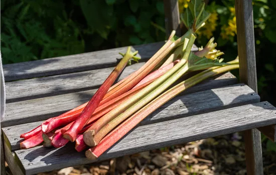 Rheum 'Fultons Strawberry' Rheum 'Fultons Strawberry'