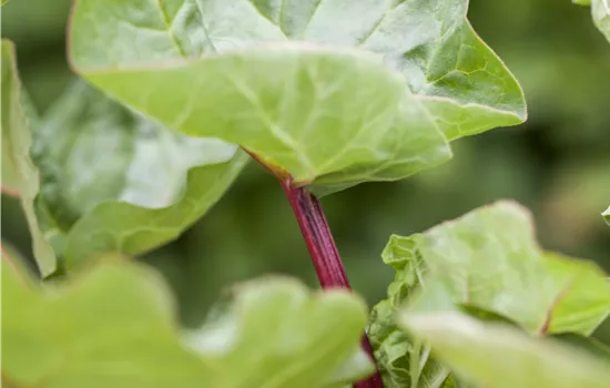 Rheum 'Holstein Blut' Rheum 'Holstein Blut'