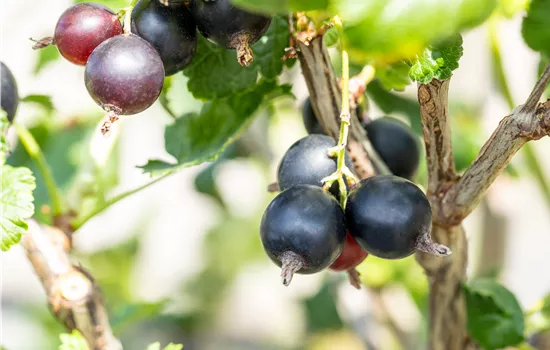 Ribes 'Jostabeere'  Ribes 'Jostabeere'