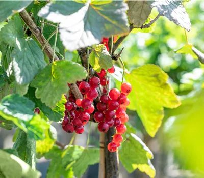 Ribes 'Rovada' Ribes 'Rovada'