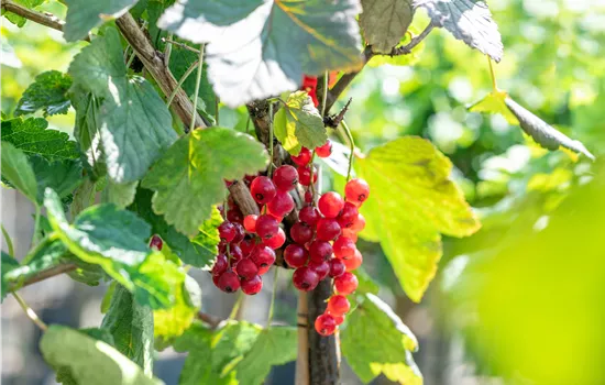 Ribes 'Rovada' Ribes 'Rovada'