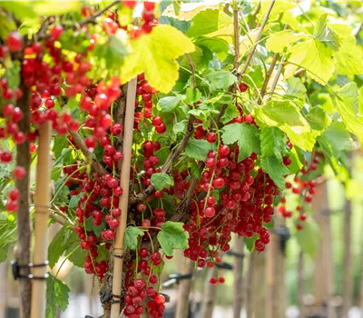 Ribes rubrum 'Rovada' Ribes rubrum 'Rovada'