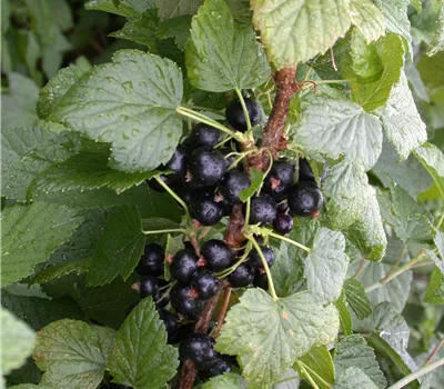 Ribes 'Titania & J.v.Teets'